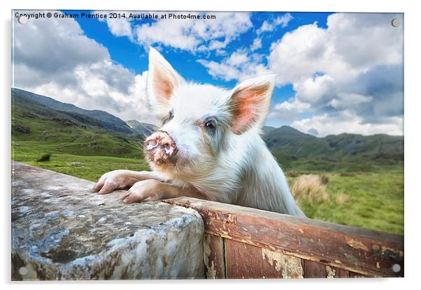  Cute Pig Looks Out On To The Wide World Acrylic by Graham Prentice
