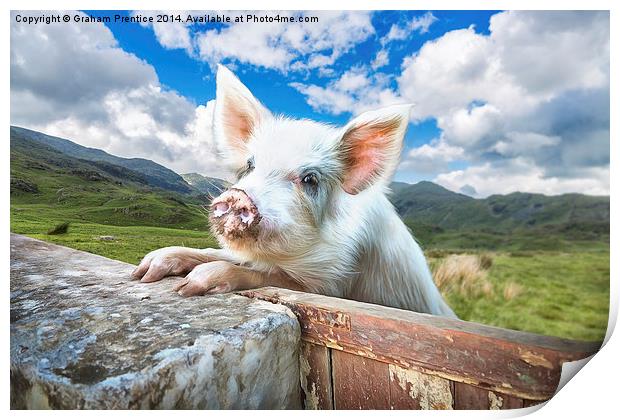  Cute Pig Looks Out On To The Wide World Print by Graham Prentice