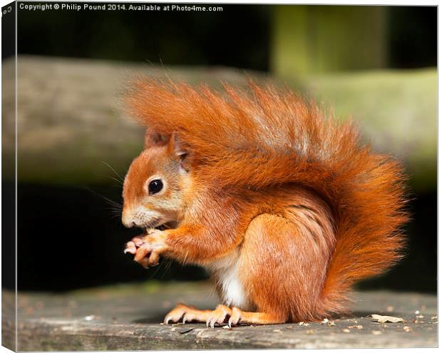  Red Squirrel Eating a Hazelnut Canvas Print by Philip Pound