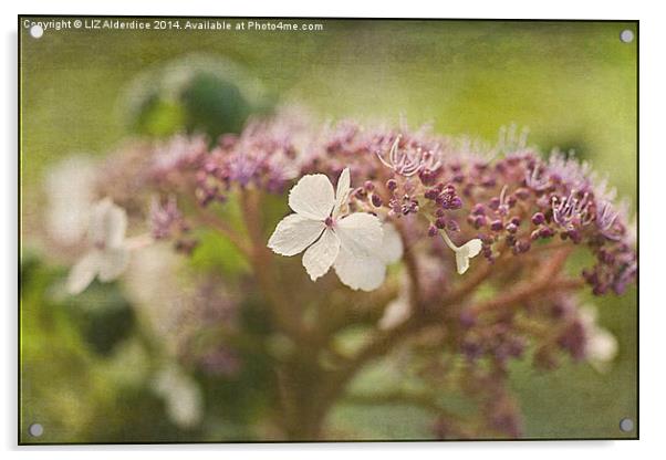  Lacecap Hydrangea Acrylic by LIZ Alderdice