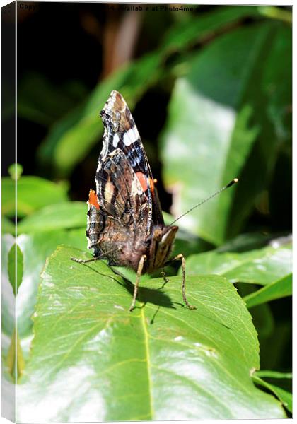  The beautiful Red Admiral Butterfly Canvas Print by Frank Irwin