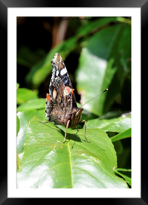  The beautiful Red Admiral Butterfly Framed Mounted Print by Frank Irwin