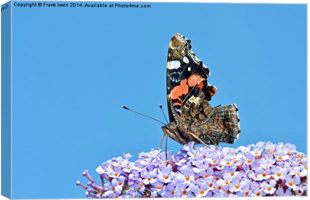 The beautiful Red Admiral Butterfly Canvas Print by Frank Irwin