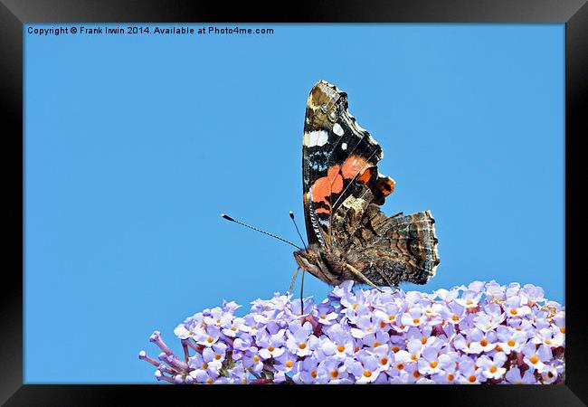 The beautiful Red Admiral Butterfly Framed Print by Frank Irwin