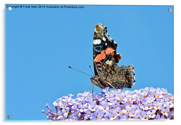 The beautiful Red Admiral Butterfly Acrylic by Frank Irwin