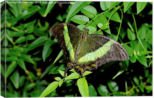  Green-Banded Swallowtail butterfly Canvas Print by Frank Irwin