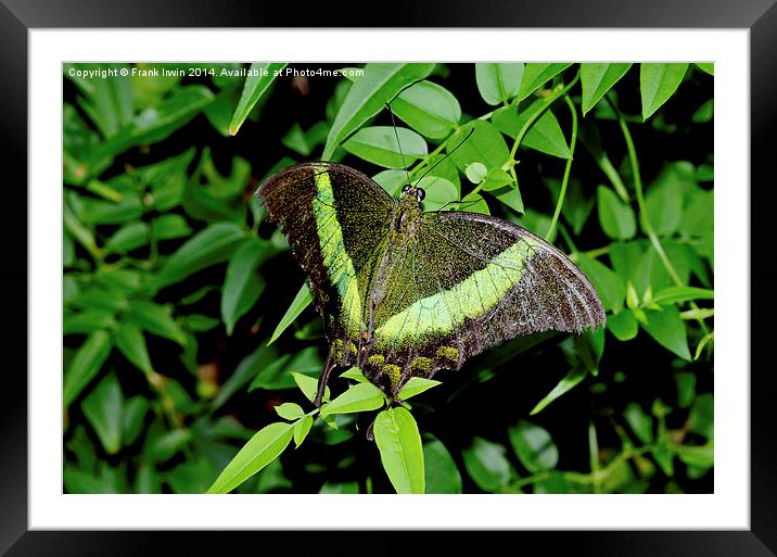  Green-Banded Swallowtail butterfly Framed Mounted Print by Frank Irwin