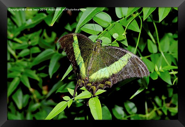  Green-Banded Swallowtail butterfly Framed Print by Frank Irwin