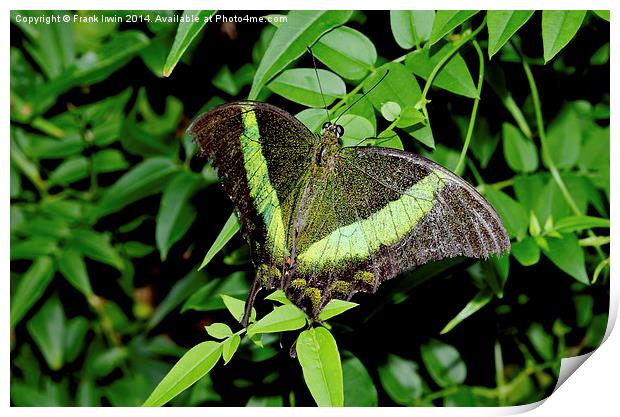  Green-Banded Swallowtail butterfly Print by Frank Irwin