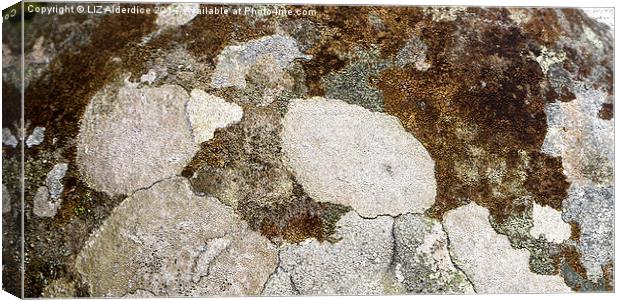  Crustose Lichen Canvas Print by LIZ Alderdice