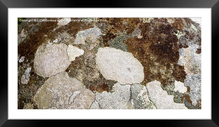  Crustose Lichen Framed Mounted Print by LIZ Alderdice