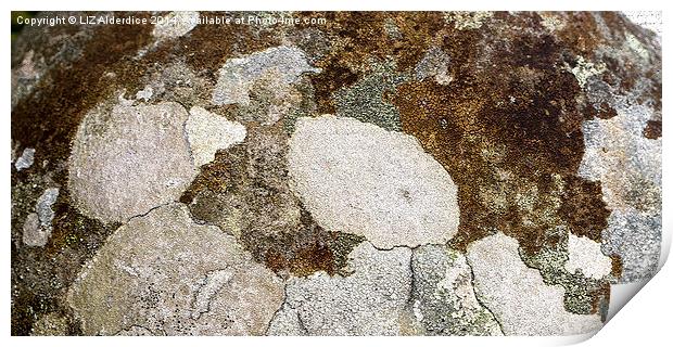  Crustose Lichen Print by LIZ Alderdice