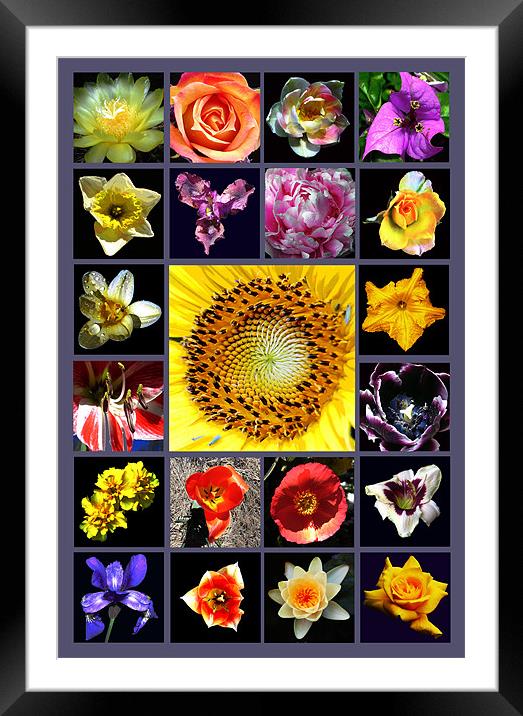 Grand Floral Composite Framed Mounted Print by james balzano, jr.