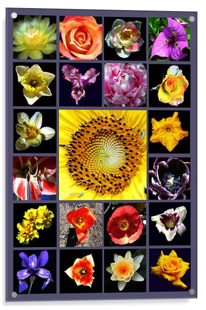 Grand Floral Composite Acrylic by james balzano, jr.