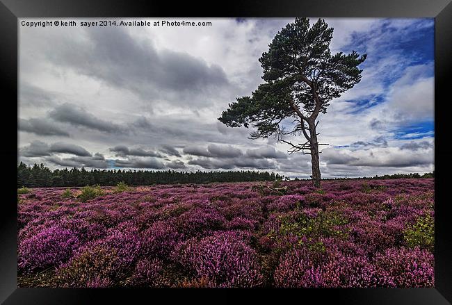 Yorkshire Heather Framed Print by keith sayer