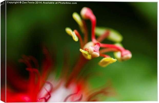 Macro photograph of a passiflora flower Canvas Print by Zoe Ferrie