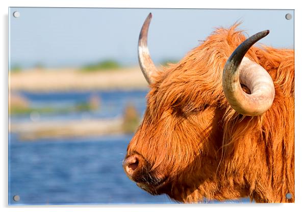  Highland Cattle in Oare Marshes, Kent Acrylic by James Bennett (MBK W