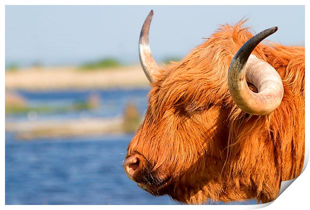  Highland Cattle in Oare Marshes, Kent Print by James Bennett (MBK W