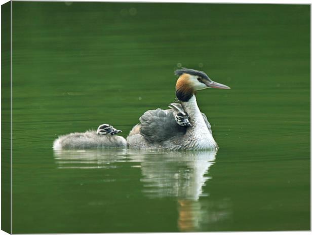 Grebes Canvas Print by Victor Burnside