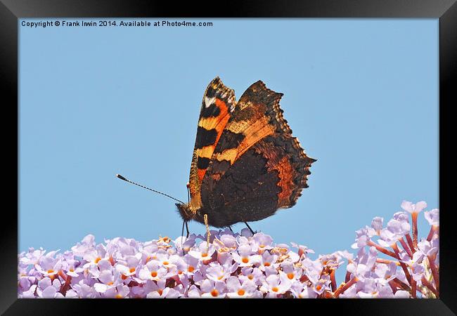 A beautiful Tortoiseshell butterfly feeds on Buddl Framed Print by Frank Irwin