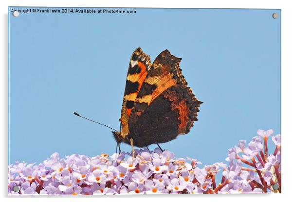A beautiful Tortoiseshell butterfly feeds on Buddl Acrylic by Frank Irwin