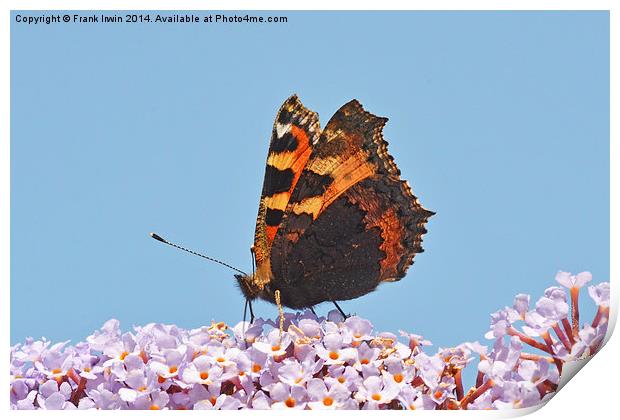 A beautiful Tortoiseshell butterfly feeds on Buddl Print by Frank Irwin