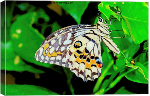 The beautiful Common Lime butterfly of Singapore Canvas Print by Frank Irwin