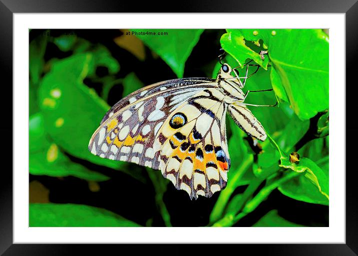 The beautiful Common Lime butterfly of Singapore Framed Mounted Print by Frank Irwin