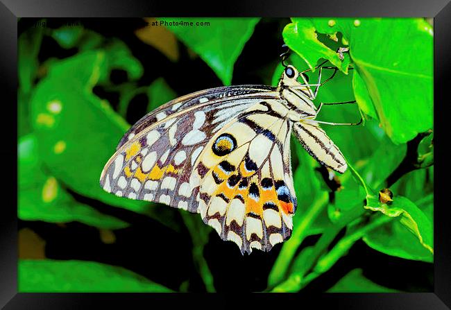 The beautiful Common Lime butterfly of Singapore Framed Print by Frank Irwin