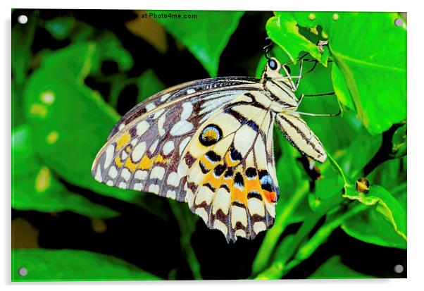 The beautiful Common Lime butterfly of Singapore Acrylic by Frank Irwin