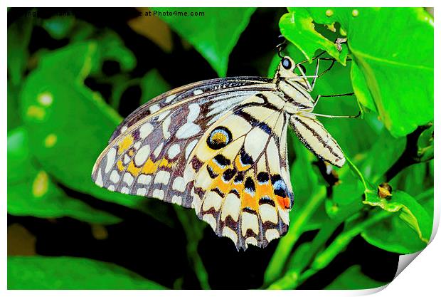 The beautiful Common Lime butterfly of Singapore Print by Frank Irwin