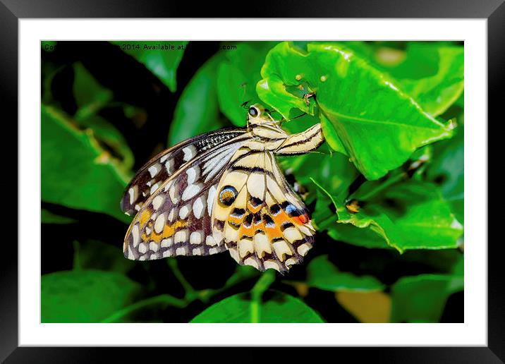 The beautiful Common Lime butterfly of Singapore Framed Mounted Print by Frank Irwin