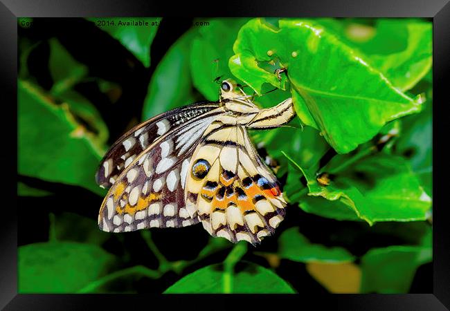 The beautiful Common Lime butterfly of Singapore Framed Print by Frank Irwin