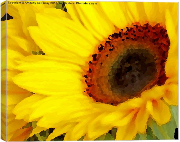  SUNFLOWER Canvas Print by Anthony Kellaway