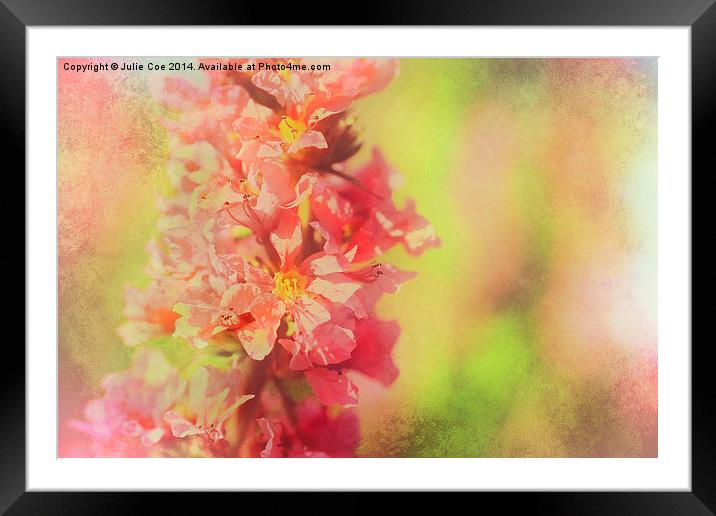 Purple Loosestrife. Framed Mounted Print by Julie Coe