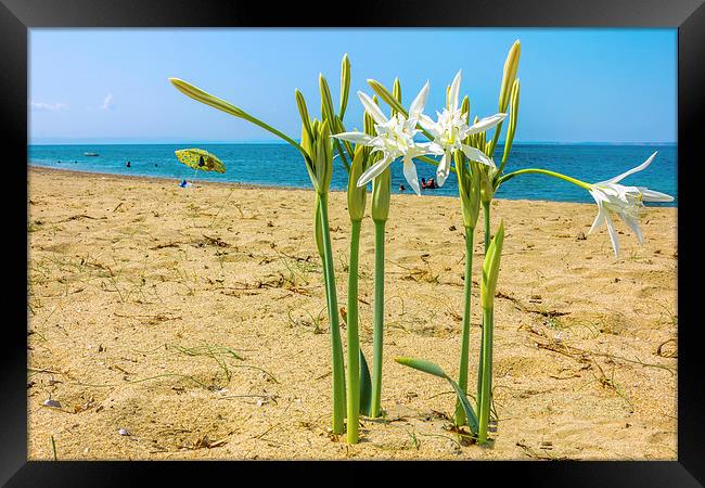  Sea daffodil grows on coastal sands.  Framed Print by Dragomir Nikolov