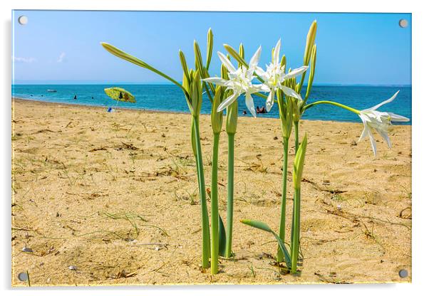  Sea daffodil grows on coastal sands.  Acrylic by Dragomir Nikolov