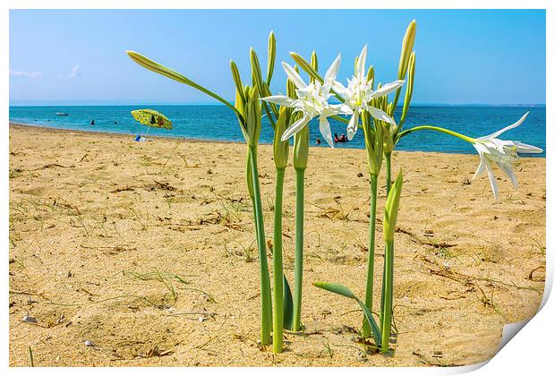  Sea daffodil grows on coastal sands.  Print by Dragomir Nikolov