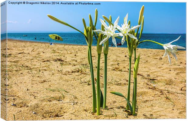  Sea daffodil grows on coastal sands. Canvas Print by Dragomir Nikolov