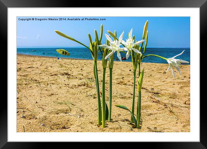  Sea daffodil grows on coastal sands. Framed Mounted Print by Dragomir Nikolov
