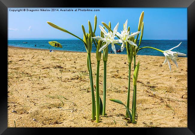  Sea daffodil grows on coastal sands. Framed Print by Dragomir Nikolov