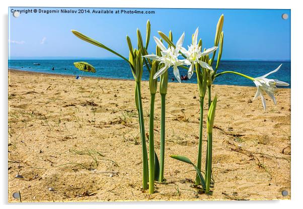  Sea daffodil grows on coastal sands. Acrylic by Dragomir Nikolov