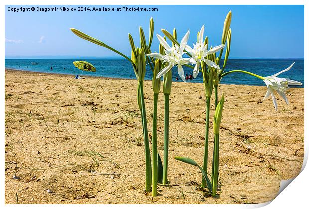  Sea daffodil grows on coastal sands. Print by Dragomir Nikolov