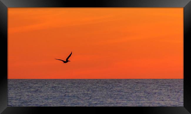 Sunset Pelican Framed Print by Peta Thames