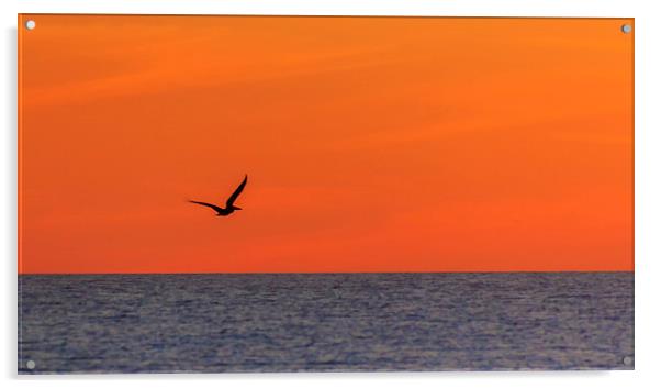 Sunset Pelican Acrylic by Peta Thames
