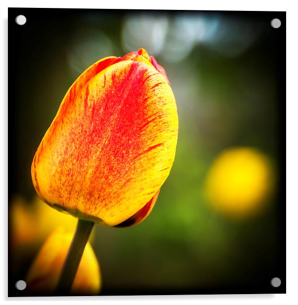 Tulip  Acrylic by John Pinkstone