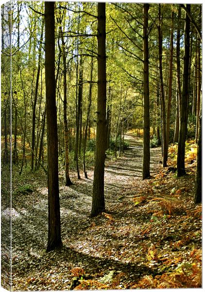 Rushmere Country Park  Canvas Print by graham young