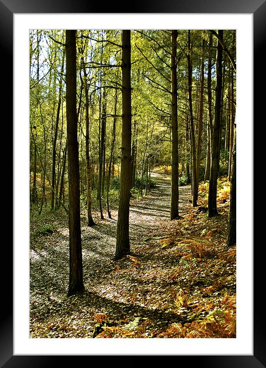 Rushmere Country Park  Framed Mounted Print by graham young