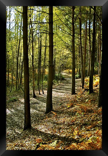Rushmere Country Park  Framed Print by graham young