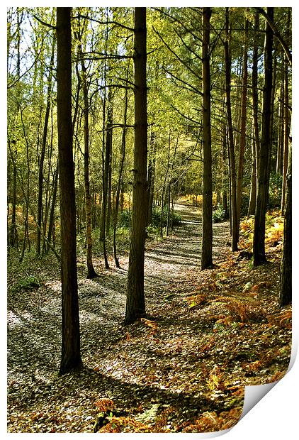 Rushmere Country Park  Print by graham young